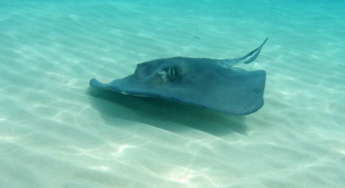 Spotting a stingray just got more expensive with Eagle Ray Divers' new pay-per-fish pricing.