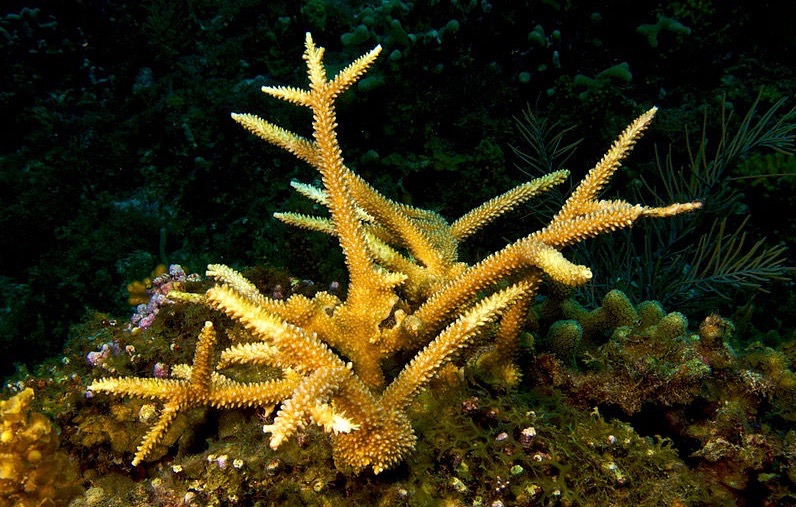 coral bonsai